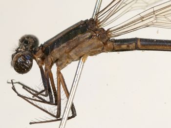 Media type: image; Entomology 12186   Aspect: habitus lateral view